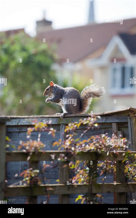 Grey Squirrel feeding Stock Photo - Alamy