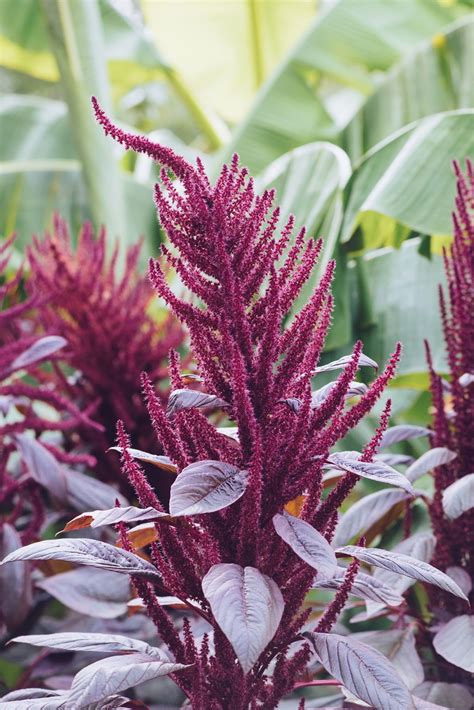 Amaranth | Description, Species, & Nutrition | Britannica