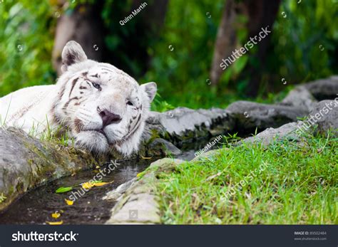 White Royal Bengal Tiger Stock Photo 89502484 | Shutterstock