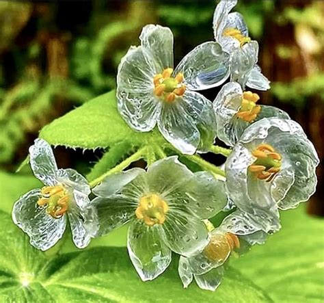 Skeleton Flower Seeds Crystal Flower Grays Double-leaf - Etsy