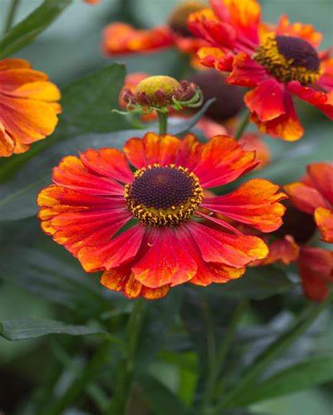 Helenium Chelsey | Planting bulbs, Plants, Hardy perennials