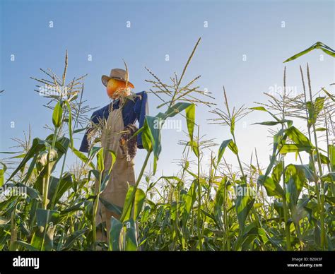 Halloween scarecrow in a corn field at Summerset Farm Santa Ynez Valley California Stock Photo ...