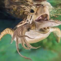 Feeding Habits - LoggerheadseaturtleAR2016