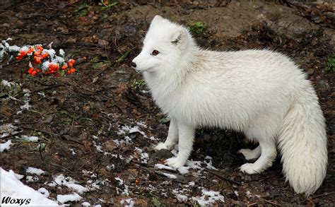 White fox and red berries by woxys on DeviantArt