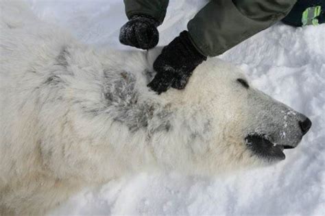 Alaska Polar Bears Suffering Baldness and Lesions; Rate Spiked Nearly 1000 Times After Fukushima ...