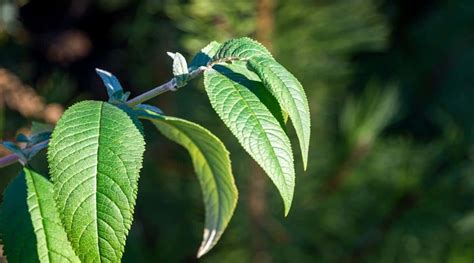 How to Plant, Grow, and Care For Butterfly Bushes