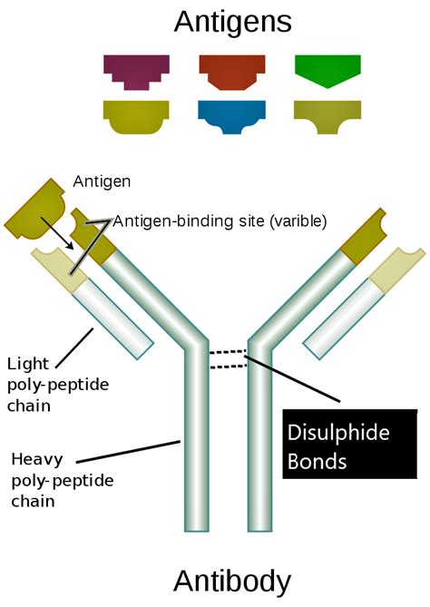 What is epitope and paratope?