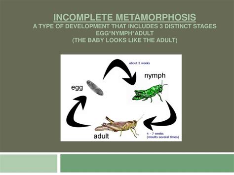 PPT - Complete & Incomplete metamorphosis (Life cycles) PowerPoint Presentation - ID:1363883