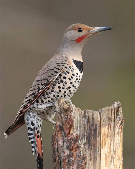 Northern Flicker male (red-shafted) Palouse River, Idaho USA | Northern flicker, Beautiful birds ...