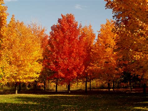 A Dazzling Fall Color and winter Landscape - Knecht's Nurseries ...