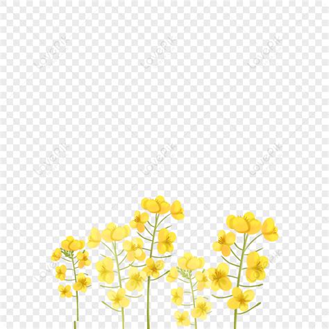 Yellow Flowers, Simple Yellow, Chinese Yellow, Flowers Painting PNG White Transparent And ...