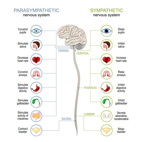 How To Treat A Concussion | Concussion Sef-Care & Supportive Therapy