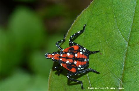 Landscape: Spotted Lanternfly | Center for Agriculture, Food, and the Environment at UMass Amherst