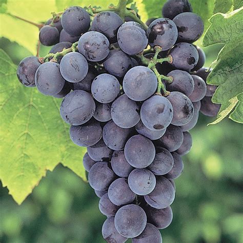 Everest Seedless™ Grape: Grape Vines from Gurney 's