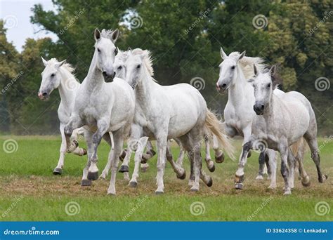 Herd Horses Running on Meadow Stock Photo - Image of freedom, gang ...