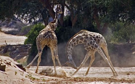 Giraffe battle filmed for new David Attenborough series