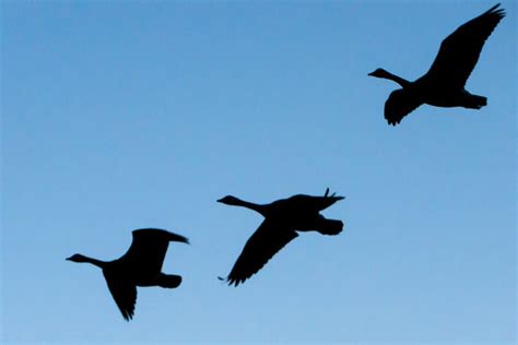 Geese Flying Silhouette | Taken at the Palo Alto Duck Pond | Flickr