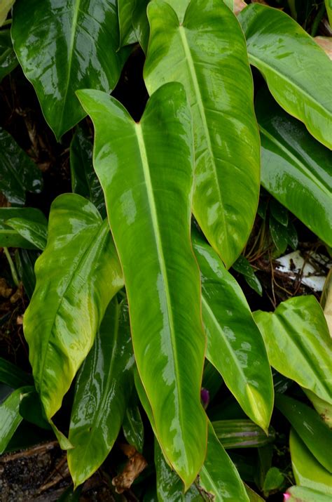 Philodendron Species (Crino) – Brian's Botanicals