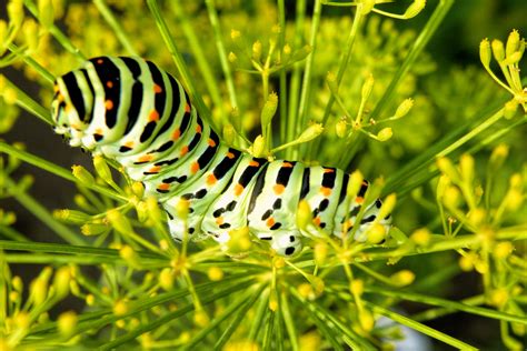 nature, butterfly - Insect, stage of development, animal themes, animal wildlife, leaf, animal ...