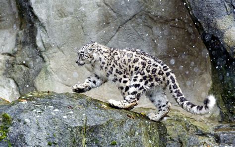 Snow Leopard in the snow wallpaper - Animal wallpapers - #50610