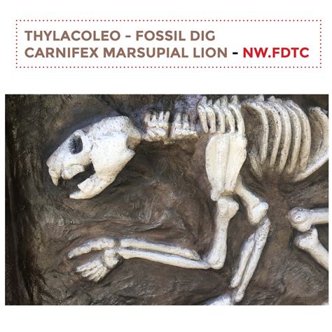 Thylacoleo - Fossil Dig Sculpture & Statue