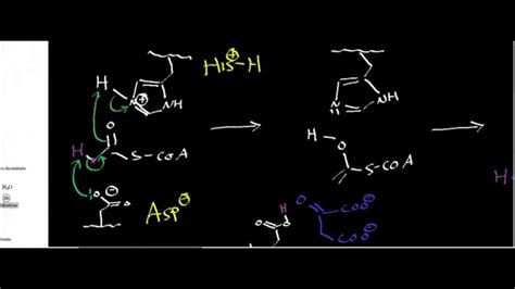 Biochemistry | Citrate Synthase Mechanism - YouTube