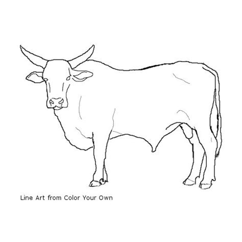 Bucking Bull Coloring Page