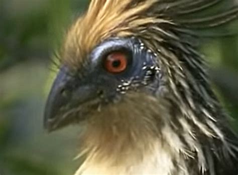 The Hoatzin nestlings’ prehistoric wing-claws – The Kid Should See This