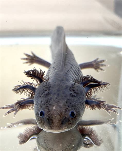 Gray Melanoid Axanthic #2 (RARE) – Ivy's Axolotls - Quality Pet Axolotls Since 2018