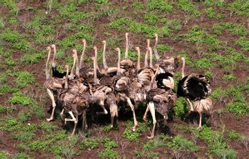 Massive wildlife population discovered in Southern Sudan