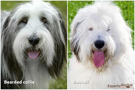 The Main Difference between a Bearded Collie and an Old English Sheepdog