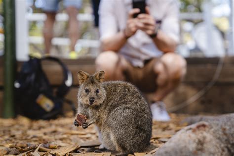 Experience Rottnest Tour – Aussie Perth Tours