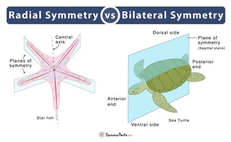 Biradial Symmetry