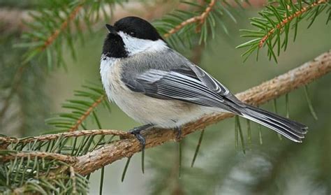 What Is the State Bird of Massachusetts & 10 Facts About Them