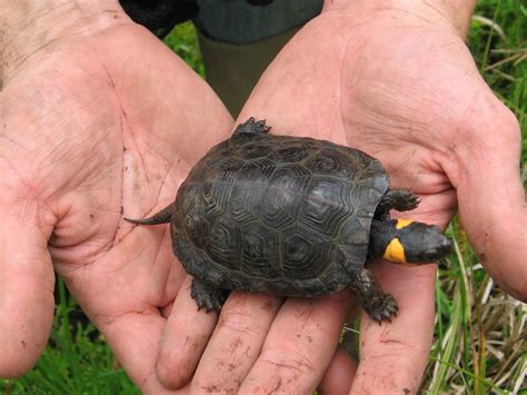 Phase I, II, and III Bog Turtle Services for Pennsylvania Pipeline ...