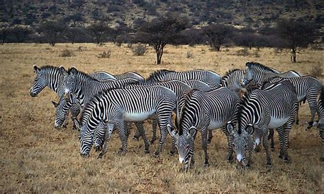 Interesting Facts About Zebras - WorldAtlas.com