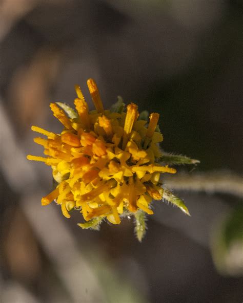 Button Brittlebush