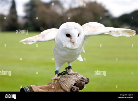 Barn owl, screech owl Stock Photo - Alamy