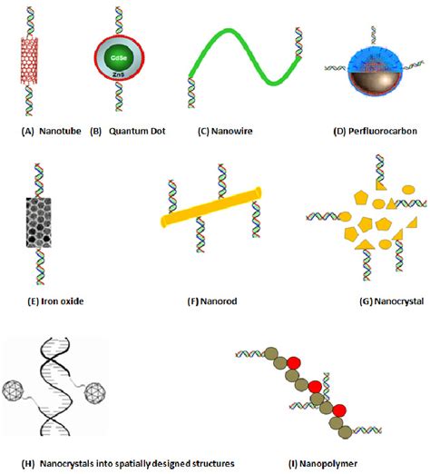 Different types of nanostructures-based transducers to which DNA can be... | Download Scientific ...