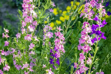 Larkspur Flower Meaning: Unveiling Cultural Stories, Myths, and Symbolisms - Petal Republic