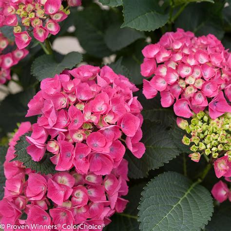 Bigleaf Hydrangea Bloom Varieties | HGTV