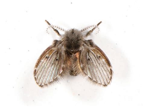 Drain Fly Facts: What Causes Them, How to Identify, & More