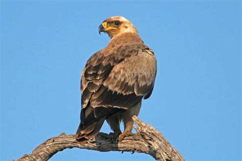 Steppe Eagle 002 – Friends of Hwange Trust