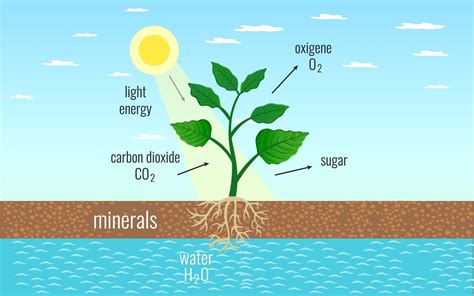 Class 11 Photosynthesis in Higher Plants - Leverage Edu