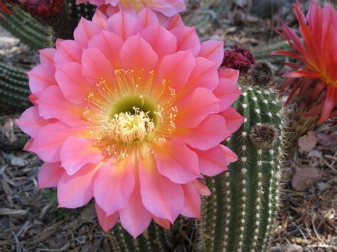 Cactus Flowers: 15 Magnificent Varieties for Your Garden