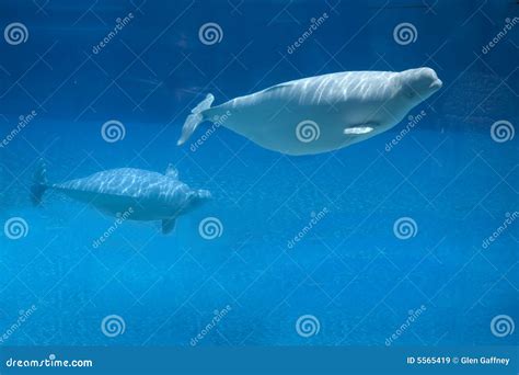 Beluga whale and baby stock image. Image of species, endangered - 5565419