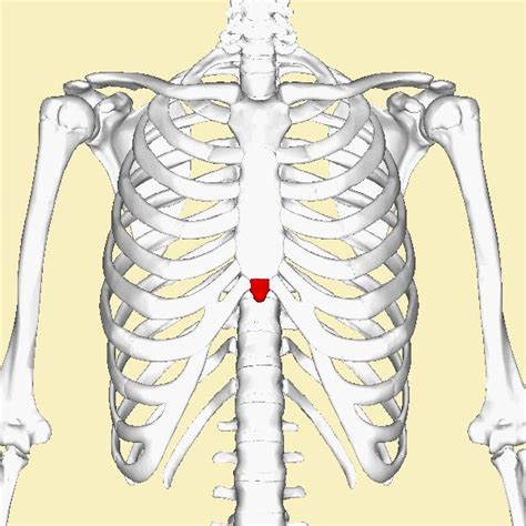 Xiphoid Process -(part of sternum) The cartilage at the lower end of ...