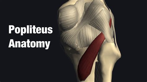 Anatomy and function of popliteus - YouTube