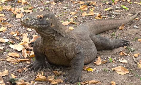 Komodo Dragon Blood Could Help Humans Combat Antibiotic Resistance