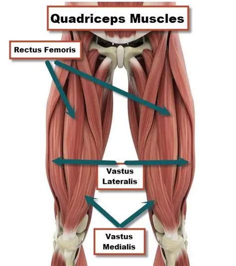 Quadriceps Muscle Diagram